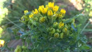 Ragwort Jacobaea vulgaris syn Senecio jacobaea  Tansy Ragwort  20120613 [upl. by Sadinoel]