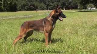 Belgian Malinois Appearance of the working type [upl. by Opaline904]