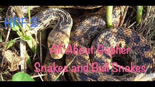 All You Ever Wanted To Know About Bull Snakes And Gopher Snakes [upl. by Skip]