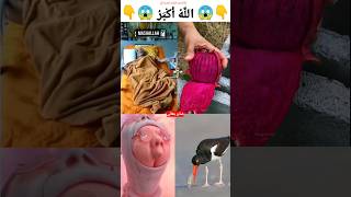 Mashallah ya rahman 😱😱 islamicstatus allhu respect duet youtubeshorts viralshort [upl. by Shannah]