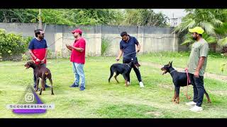 UP  European Doberman Pinscher  Dog Kennel  Vinuj Kumar Meerut  Scoobers [upl. by Borgeson]