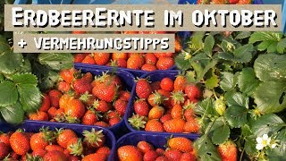 Erdbeeren bis in den Oktober ernten  Erdbeeren anbauen und vermehren [upl. by Neras730]