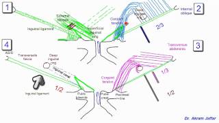 Anatomy of the inguinal region simplified [upl. by Aicylla]