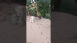 my dog best dog biutiful dog nice dog sortsvideo [upl. by Ahsiema]