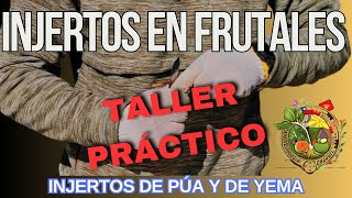 Taller práctico de injertos en frutales injertos de púa y de yema [upl. by Retsev]