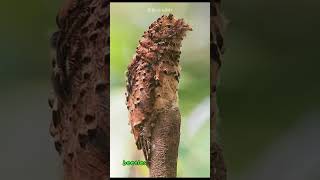 Potoo Bird Unmasked The Hidden World Revealed shorts buzzbilt [upl. by Sholom]