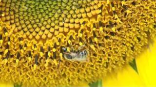 BEES Apis mellifera scutellata action [upl. by Atirres]