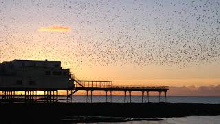 Starlings over Aberystwyth Pier [upl. by Darcey119]