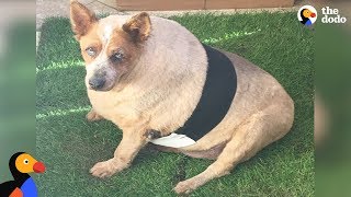 Overweight Dog Is Finally Loving Life Thanks To His New Moms  Arbuckle Update  The Dodo [upl. by Hachmann]