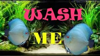 HOW TO CLEAN MY DISCUS FISH TANK AQUARIUM CARE MAINTENANCE [upl. by Eglantine]