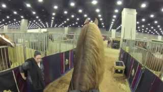 Stake Night Worlds Championship Horse Show 2013 FiveGaited Stake quotVideo Cam Perspectivequot [upl. by Llebanna657]