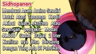 CARA MEMBUAT ASAM AMINO UNTUK TANAMAN [upl. by Threlkeld]