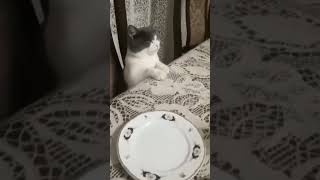 Polite cat cat dinner кот обед милые животные [upl. by Ignacia]