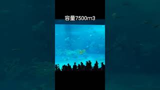 美ら海水族館の巨大水槽。美ら海水族館ジンベエザメ沖縄 [upl. by Arbmahs]