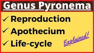 Genus Pyronema  Crozier Formation in Ascomycetes  Life Cycle  Ascospore Formation in Fungi Botany [upl. by Chard]