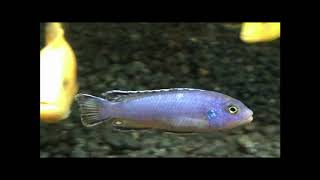 Mbuna Pseudotropheus Socolofi Cichlid [upl. by Fagin]