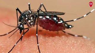 Beware of Aedes mosquito carrier of Zika and Dengue  Mumbai Live [upl. by Ilat]