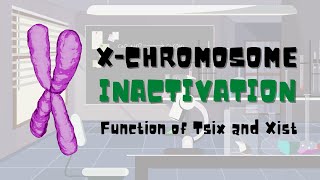 Dosage Compensation  X Chromosome Inactivation  Methods Of Dosage Compensation [upl. by Drucy]