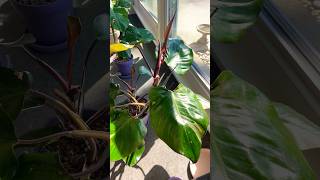 Philodendron white knight growth 🪴🤩 indoorplants houseplants philodendron [upl. by Ttenneb980]