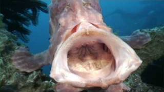 Amazing big mouth Frogfish Giant Frogfish opens wide and yawns [upl. by Bendix872]