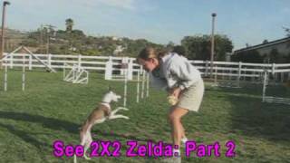 2 X 2 Weave Pole Training  Part 1 Zelda [upl. by Nerha]