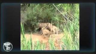 MalaMala  CITA  Leopard vs Lion fight [upl. by Harl]