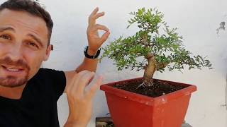 Lentisco bonsai La Joya De La Corona [upl. by Holli]