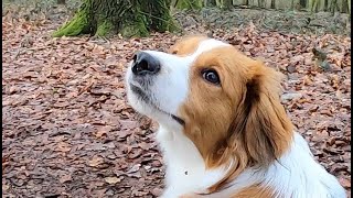 Kooikerhondje in slow motion [upl. by Nilkcaj]