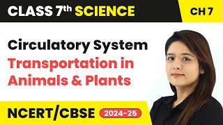 Circulatory System  Transportation in Animals and Plants  Class 7 Science Chapter 7  CBSE 202425 [upl. by Meredeth]