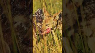 Jackal Gulping its Breakfast Wincent 8VZlX jackal wildlife nature [upl. by Rubinstein]