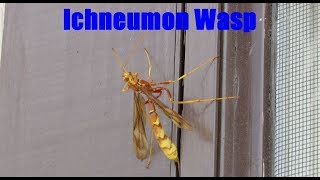 Ichneumon Wasp Facts and Footage  Ichneumonidae [upl. by Jarita]