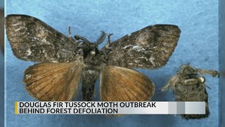 Tussock moth outbreak behind Cibola Santa Fe National Forest defoliation [upl. by Norret]