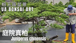 真柏庭院真柏 Juniperus Chinensis [upl. by Nalahs]