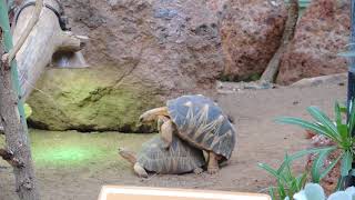 Radiated Tortoises Mating [upl. by Eyllib369]