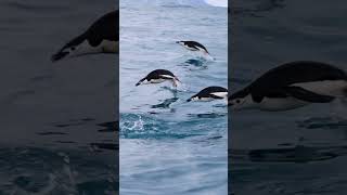 Chinstrap Penguins Antarctica [upl. by Annadal351]