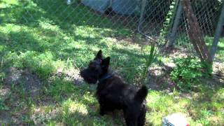 Rocky the Scottish Terrier barking [upl. by Atekehs]