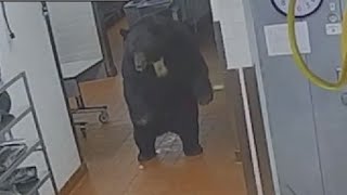 Bear attacks hotel security guard [upl. by Ruvolo773]