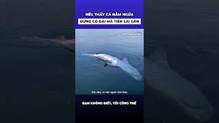 Nếu vô tình nhìn thấy cá heo nằm ngửa trên biển đừng có dại mà tiến lại gần [upl. by Gay]