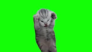 Green Screen Dramatic Kitten Meme  Screaming Cat Meme [upl. by Lleddaw]