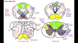 Medulla oblongata simplified sections of internal structure [upl. by Didi897]