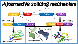 Alternative splicing  mechanism and its regulation [upl. by Roi]