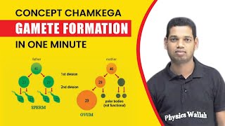 ConceptChamkega  Understand Gamete Formation in One Minute  NEETBotany  Physics Wallah Shorts [upl. by Hare258]