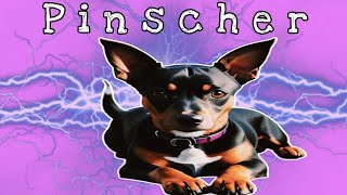 PINSCHER LATINDO pinscher [upl. by Lashonde]