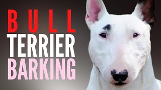 Bull Terrier Barking And Howling Original Version Barking Dog Gets Trained To Be Quiet [upl. by Calla487]