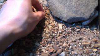 Hand Feeding My Pet Great Basin Whiptail [upl. by Einaffets]