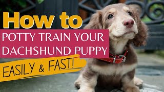 How to potty train your dachshund puppy EASILY and FAST  Complete guide to toilet training a puppy [upl. by Agni302]