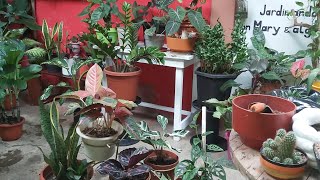 LAS PLANTAS NOS DA MUCHA ALEGRIA Y NOS QUITAN EL ESTRES [upl. by Lilithe615]