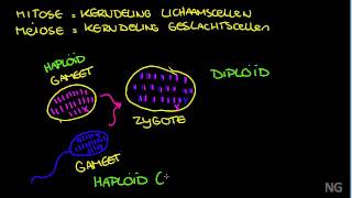 92  Mitose en meiose [upl. by Anwad]