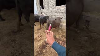 Vitamin B12 injection newsong animal veterinarian vet farmers farm injectionfunnyinjection [upl. by Aenad]