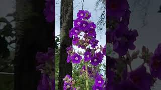 Large Leaf Princess Flower Tibouchina grandifolia floridaflowers [upl. by Duwad]